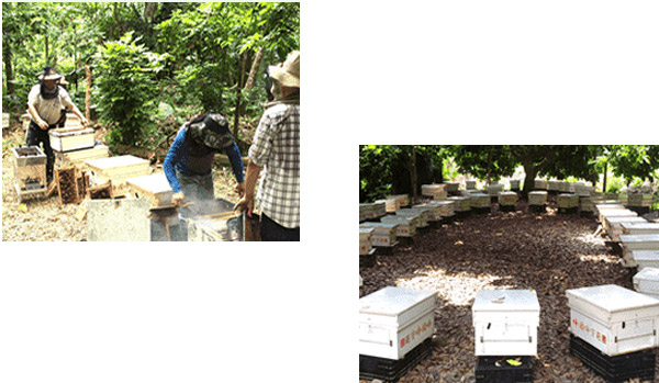 蜂國蜂蜜莊園